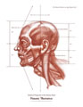 Idealized Proportion, Human Head 11
